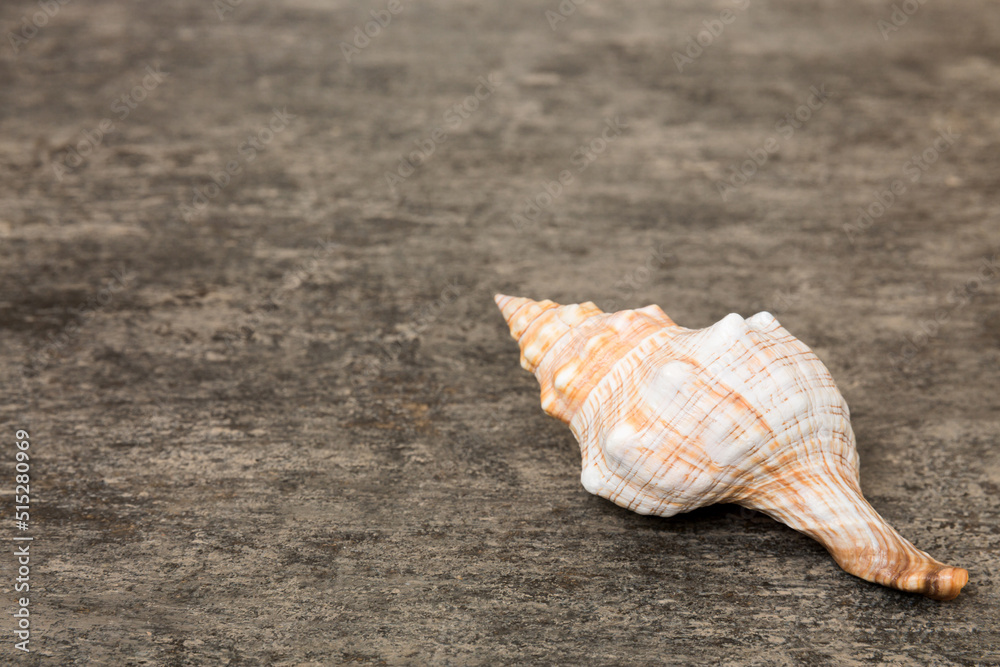 Beach seashells on colored background. Mock up with copy space Beach seashells on colored background. Mock up with copy space