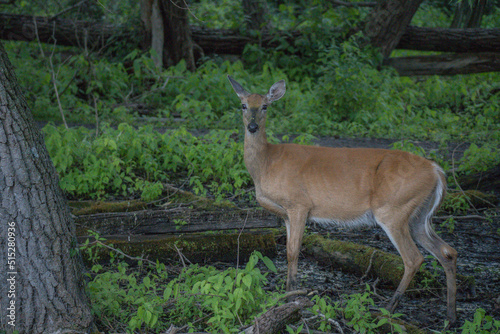 white deer