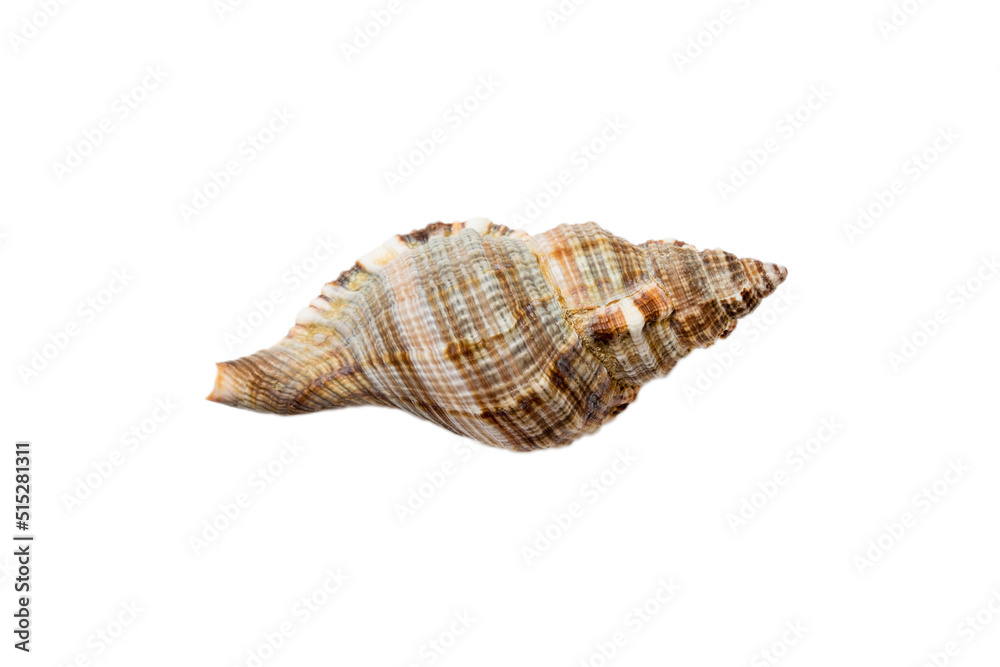 Sea shell isolated on white background. Close up seashell top view Sea shell isolated on white background. Close up seashell top view
