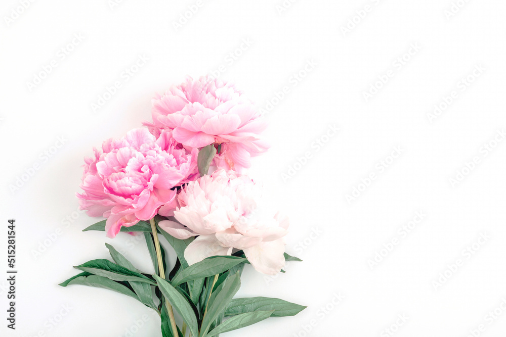 Pink peony flowers on white background with copy space. Top view