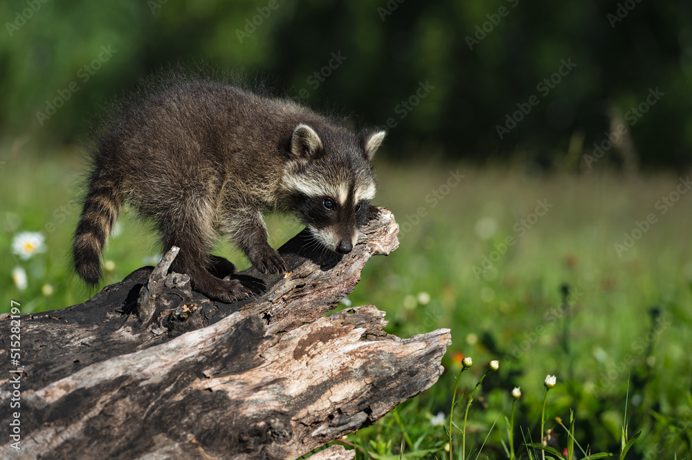 Raccoon (Procyon lotor) Stands on Edge of Log in Field Summer Raccoon (Procyon lotor) Stands on Edge of Log in Field Summer