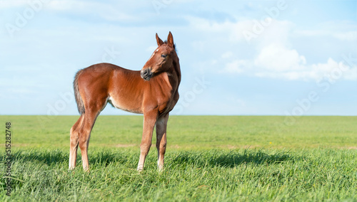 Portrait of a thoroughbred colt grazing in a meadow. Pasture on a sunny summer day. Summer background. The beautiful newborn horse. Outdoor. Sports horse