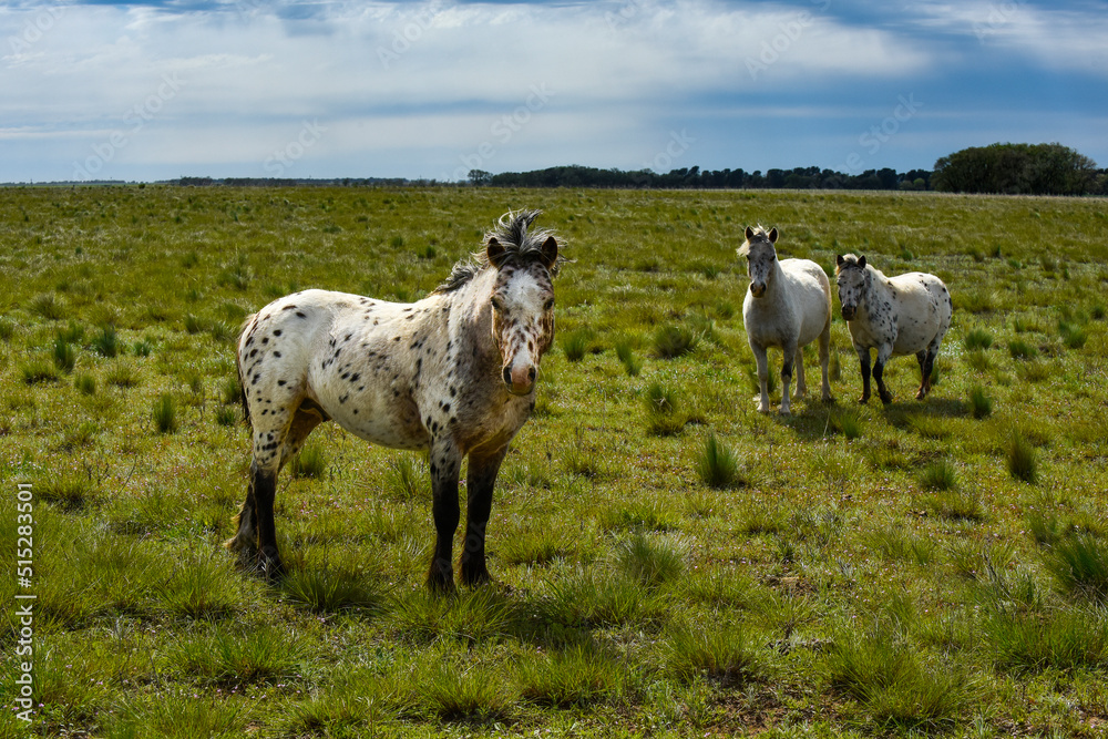 Obraz premium Herd of horses in the coutryside, La Pampa province, Patagonia, Argentina.