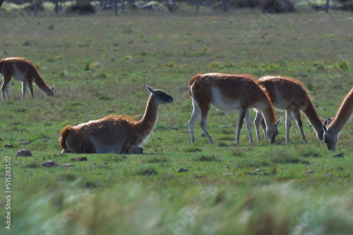 Fototapeta Naklejka Na Ścianę i Meble -  Lama animal, , in pampas grassland environment, La Pampa province, Patagonia,  Argentina