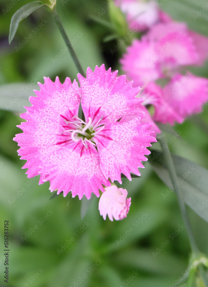 Pink flower of carnation (Dianthus deltoides) garden plant, macro shot, selective focus, blurred background, vertical orientation.