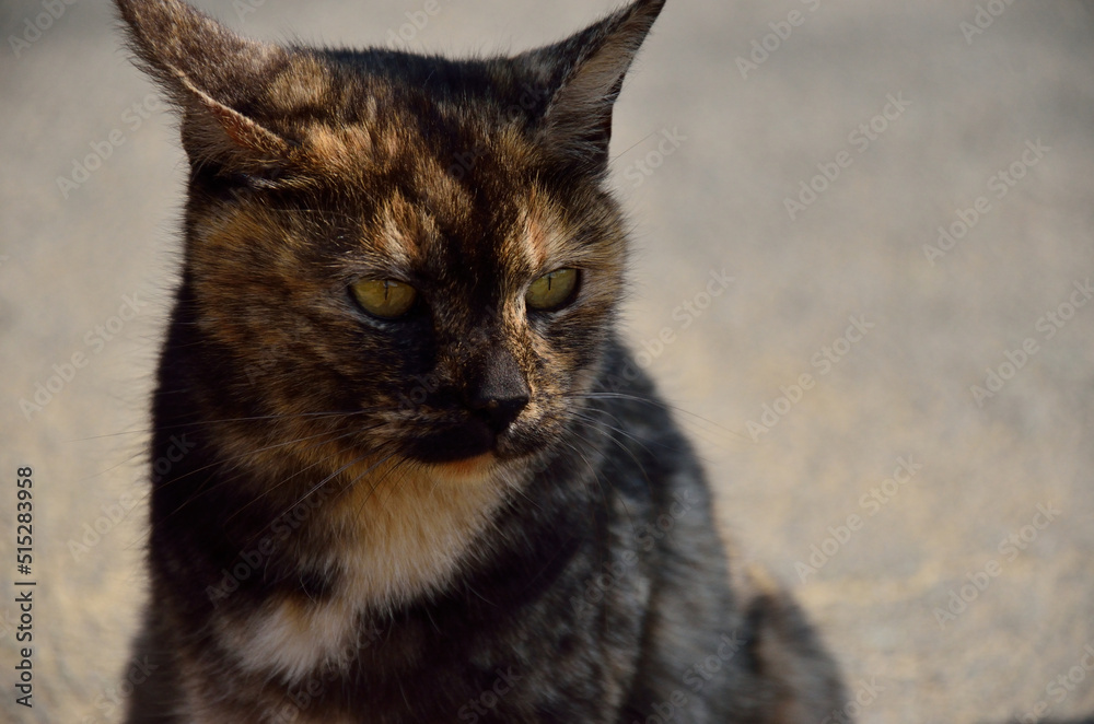 Naklejka premium 猫