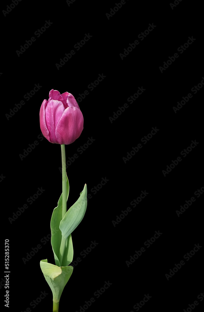 Crimson tulip with stem and leaves, isolated on black background, vertical orientation.