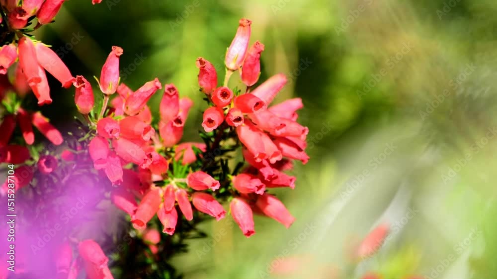 可愛らしいエリカの花、エリカには耐寒性があるので冬咲きのクリスマスパレードなどもあります 可愛らしいエリカの花、エリカには耐寒性があるので冬咲きのクリスマスパレードなどもあります