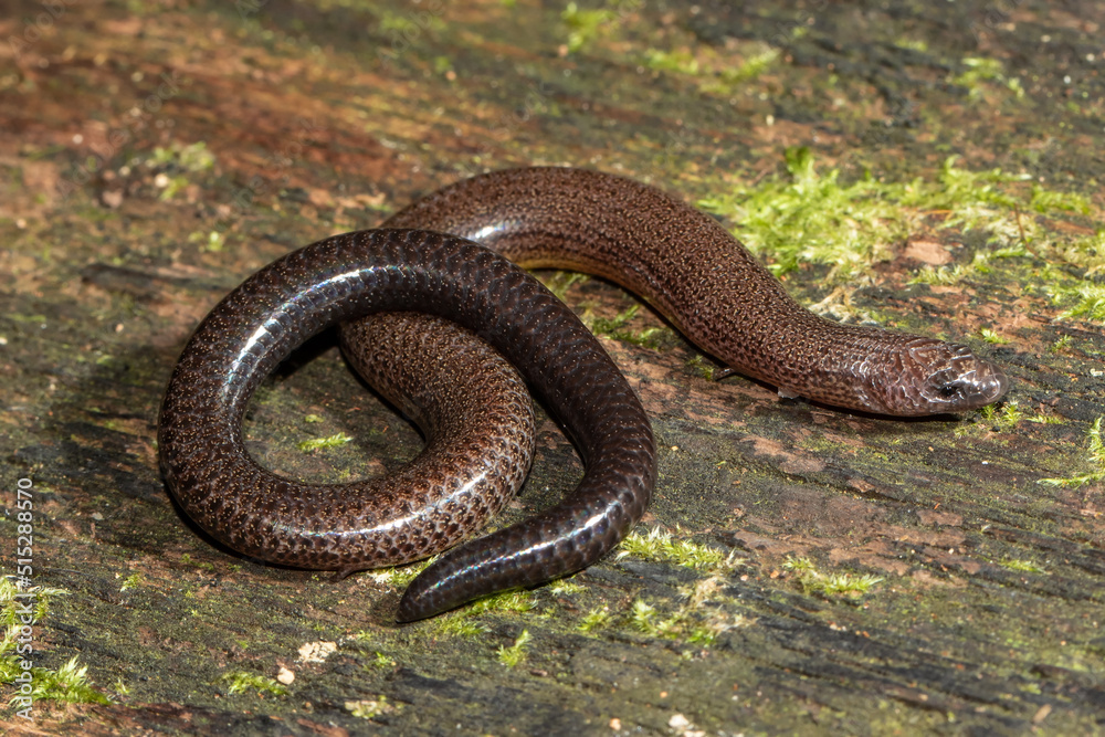 Australian Short-limbed Snake Skink (Ophioscincus truncatus) Australian Short-limbed Snake Skink (Ophioscincus truncatus)