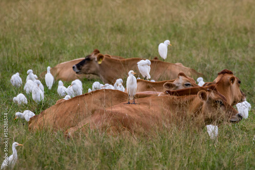 Cattle Egret's perched on dairy cows photo