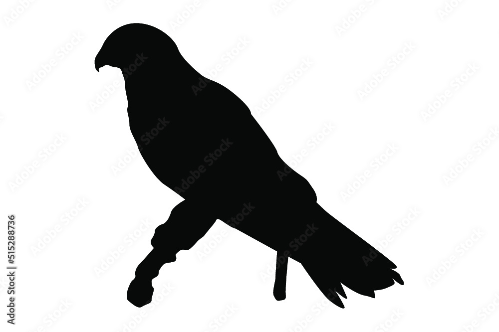 Fototapeta premium Eagle Silhouette Vector