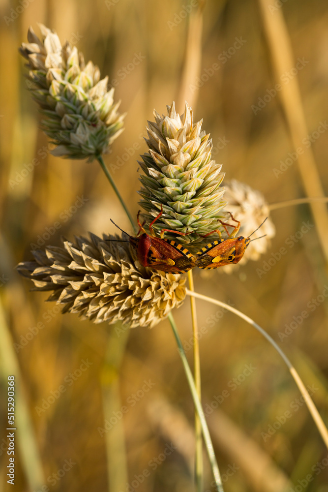 Carpocoris pudicus is a species of shield bug in the family Pentatomidae. Carpocoris pudicus is a species of shield bug in the family Pentatomidae.