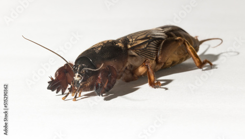 Gryllotalpa, commonly known as the European mole cricket. An insect parasitizing agricultural plantations. On a white background.