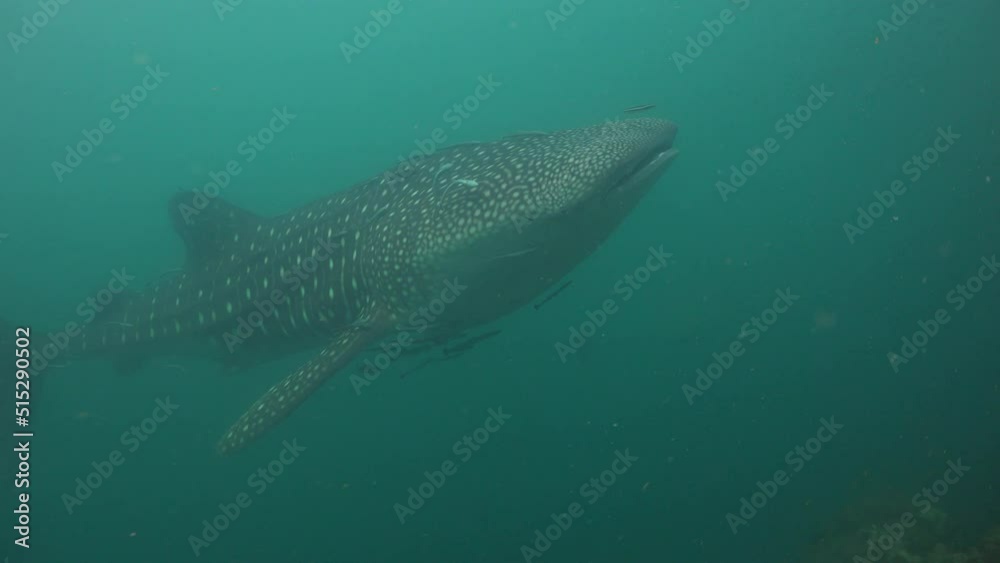 Whale shark (Rhincodon typus) makes a U-turn in front of the camera Whale shark (Rhincodon typus) makes a U-turn in front of the camera