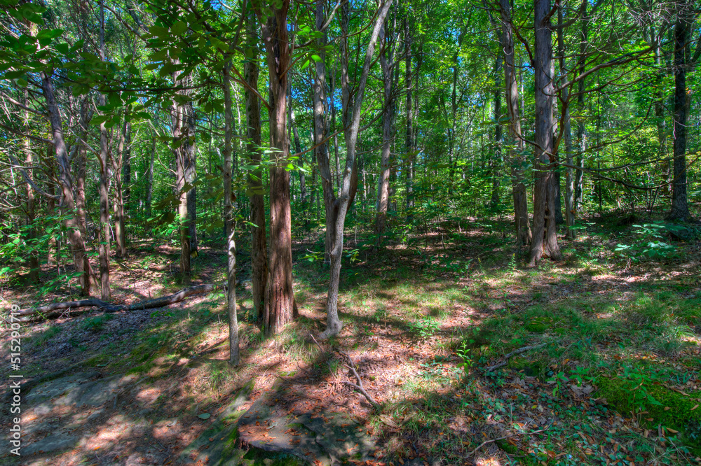 blue sky showing through a Sun dappled summer woodland forest blue sky showing through a Sun dappled summer woodland forest