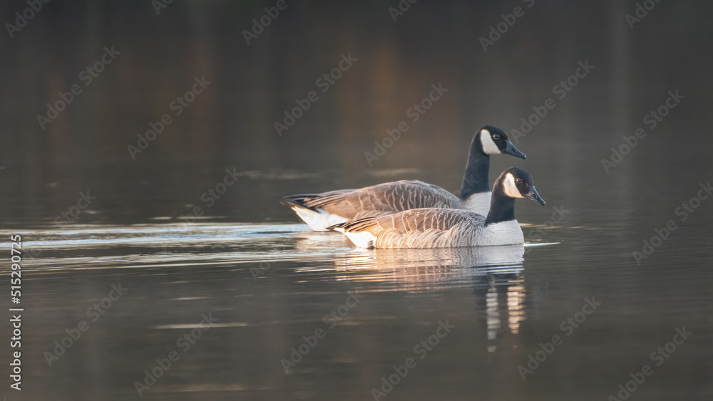 Pair of Canada geese swimming on a spring morning. Tranquil wildlife scene. Pair of Canada geese swimming on a spring morning. Tranquil wildlife scene.