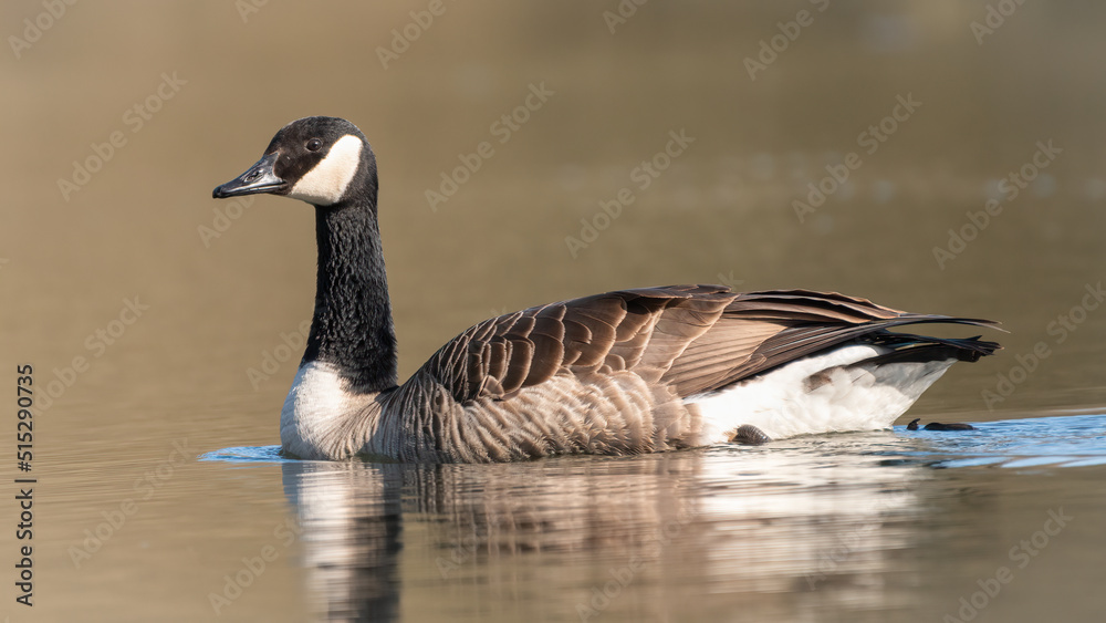 Fototapeta premium Canada goose closeup portrait. Beautiful British waterfowl species.