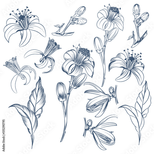 Collection of vector hand drawn citrus flowers lemon, orange, tangerine in vintage style