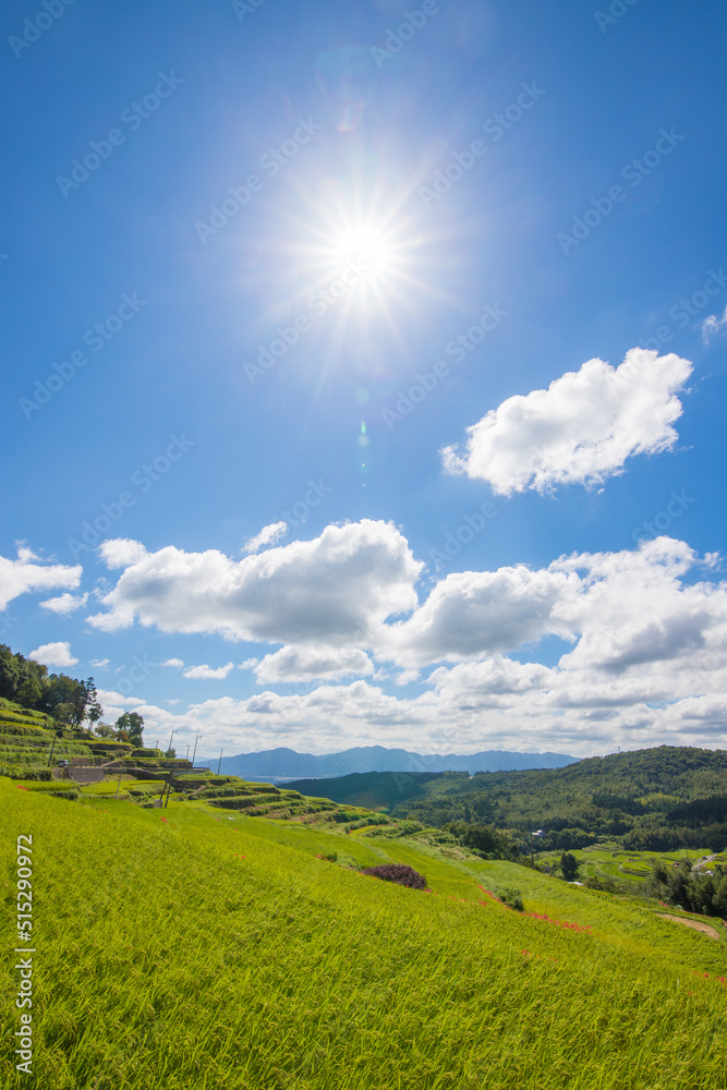 Obraz premium 棚田と青空