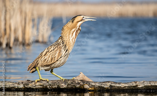 Konstfotografi Great bittern (Botaurus stellaris) fishing on a lake