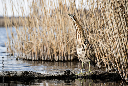 Great bittern (Botaurus stellaris) hiding in the reeds
