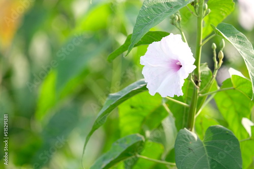 Ipomoea violacea is a perennial species of Ipomoea that occurs throughout the world with the exception of the European continent. It is most commonly called beach moonflower.