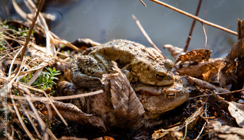 Common toad (Bufo bufo) mating in the forest undergrowth Common toad (Bufo bufo) mating in the forest undergrowth