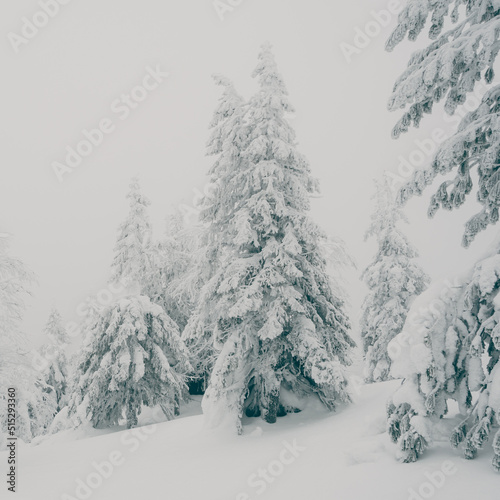 Winter in pine forest. Branches with fluffy snow, bending under its weight. Taiga atmosphere. Cold froze trees, covered with frost. Approach of blizzard, dangerous snowfall.