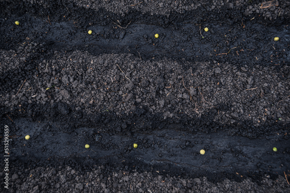 Obraz premium Seeds on moist soil of bed. Planting plants in garden. Growing vegetables. Symbol of birth of life. Start of spring work on farm