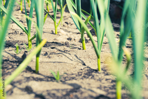 Garlic is grown on bed. Fresh green vegetable leaves on farm. Cultivate for healthy diet. Harvest for vegetarian dishes