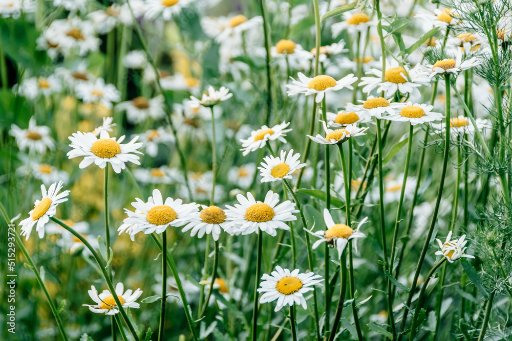 Flowering white daisies in green garden