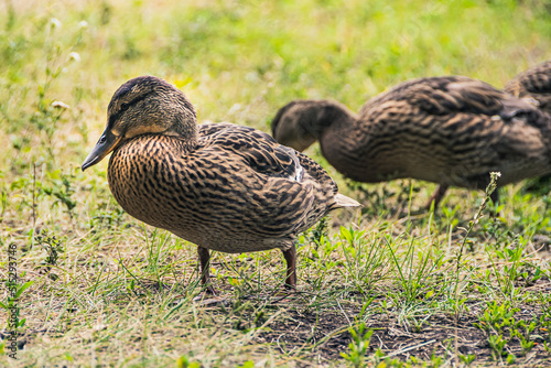 Gray ducks walk in green grass. Wild birds in habitat. Naturalist's observations of animals. Bird hunting in autumn