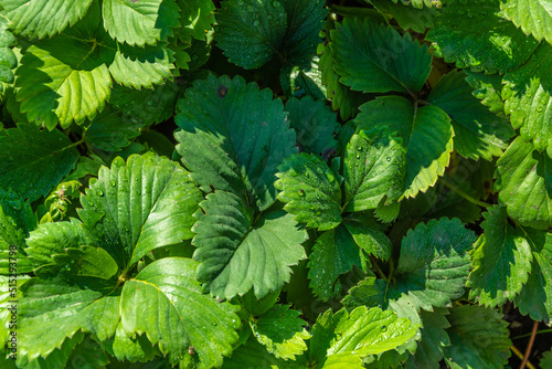 Green strawberry leaves in sunny garden. Growing berries on bed. Ecofarm for production of vegetables and fruits photo