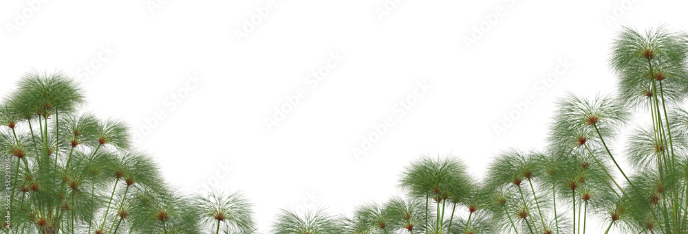 Grass blossoms with white background Grass blossoms with white background