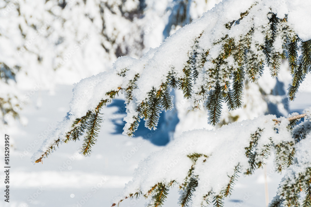 Obraz premium Pine branches are covered with snow. Blizzard in fabulous frosty winter forest. Coniferous needles in hoarfrost and ice. Firs after snowfall.
