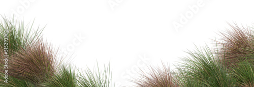 Grass blossoms with white background