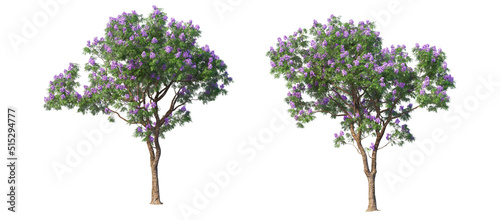 A tree with flowers on a white background.