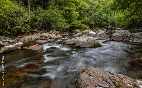 river in the forest