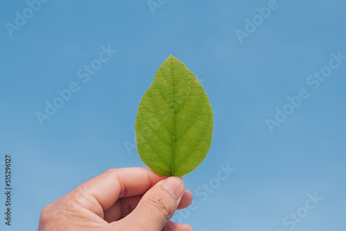 Closeup nature view of Tree top green leaf in garden at summer under sunlight. Natural green plants landscape using as a background blue or wallpaper.