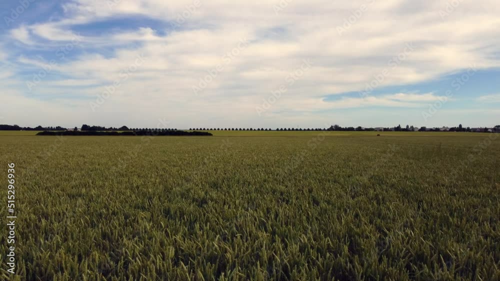 The breadbasket of the world East Germany.
Calmer aerial view flight fly backwards drone footage
at cornfield in Europe Saxony Anhalt at summer 2022. 4k Cinematic view from above by Philipp Marnitz The breadbasket of the world East Germany.
Calmer aerial view flight fly backwards drone footage
at cornfield in Europe Saxony Anhalt at summer 2022. 4k Cinematic view from above by Philipp Marnitz