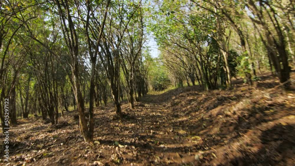 Travelling between coffee trees in a coffee field, in Ethiopia Travelling between coffee trees in a coffee field, in Ethiopia