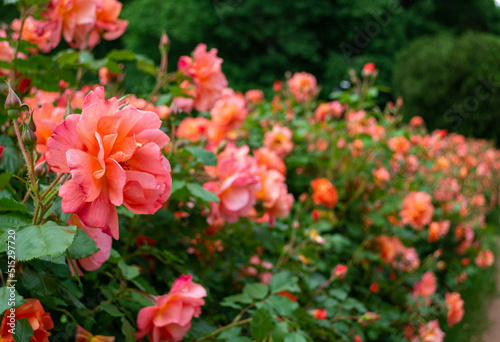 Bush pink roses blooming in a row. Pink roses blurred in the background © kirill_phr