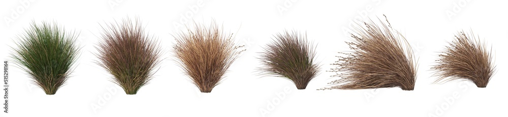 Fototapeta premium Grass panorama on a white background
