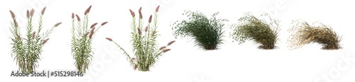 Grass panorama on a white background