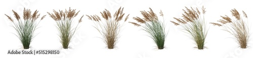 Grass panorama on a white background