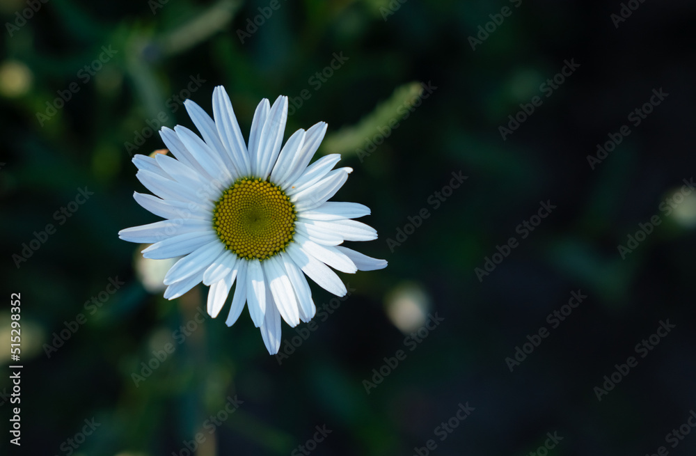 Fototapeta premium Chamomile flower isolated on dark background.