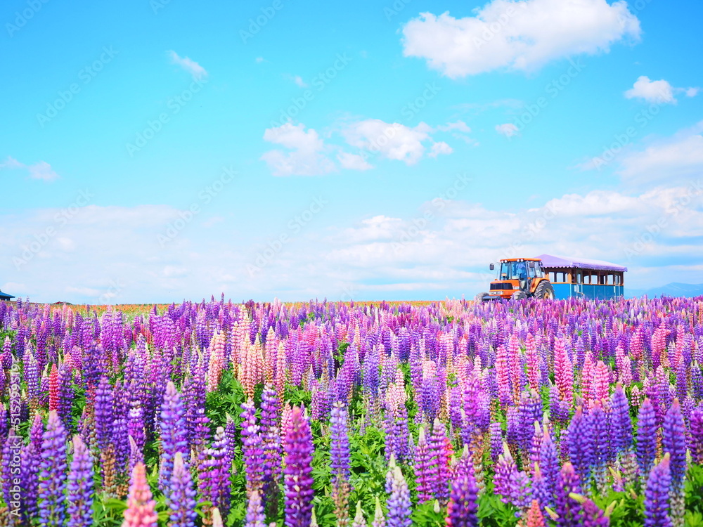 Fototapeta premium 北海道の絶景 フラワーランドかみふらの ルピナス畑を走る遊覧バス