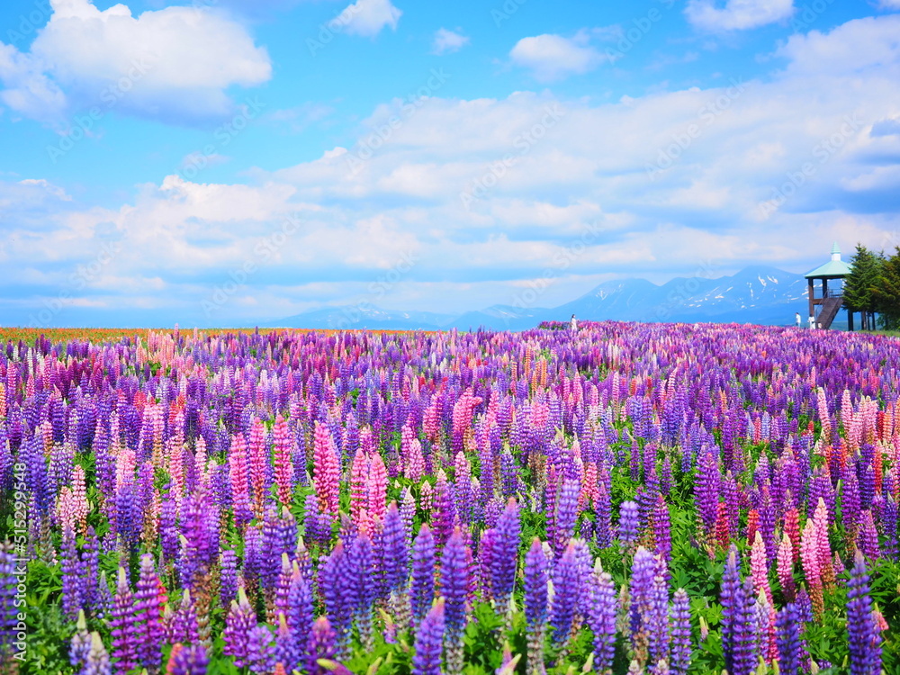 Fototapeta premium 北海道の絶景 フラワーランドかみふらの ルピナス畑の風景