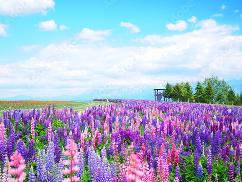 北海道の絶景 フラワーランドかみふらの ルピナス畑の風景