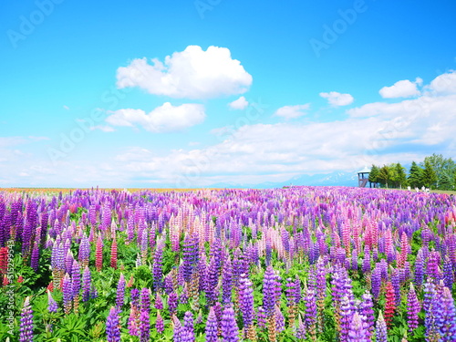 北海道の絶景 フラワーランドかみふらの ルピナス畑の風景